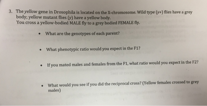 Solved The yellow gene in Drosophila is located on the | Chegg.com