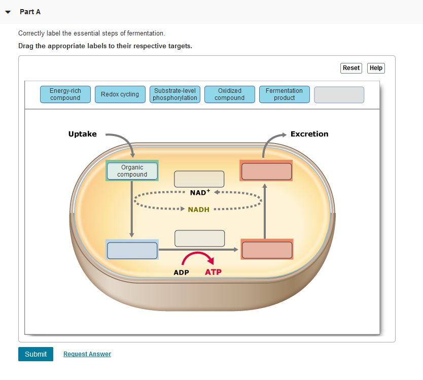Solved Correctly label the essential steps of fermentation.