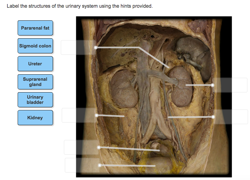 Solved Label the structures of the urinary system using the