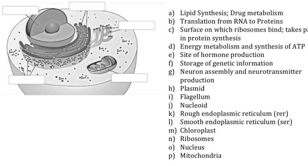 Solved Label the following diagram of a eukaryotic cell by | Chegg.com