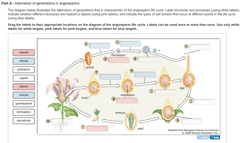 Label the diagram. The diagram below cycle. the diagram below shows the lifecycle of steel. label the pictures with the life stages below. which of the following structures belong to the sporophyte generation?.