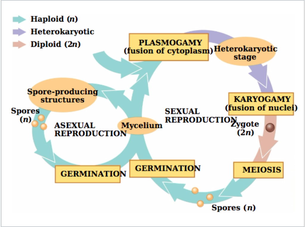 Fungi Reproduction Diagram