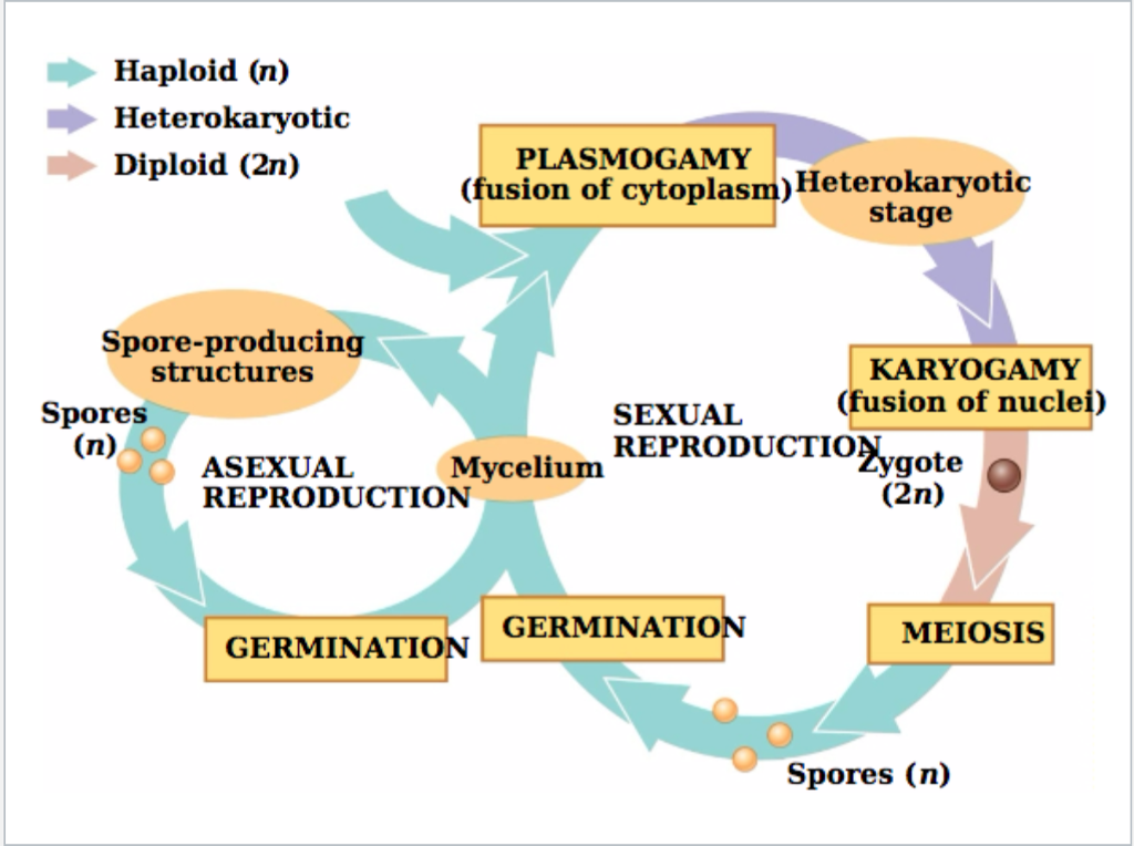 Fungi Definition Types Characteristics Reproduction