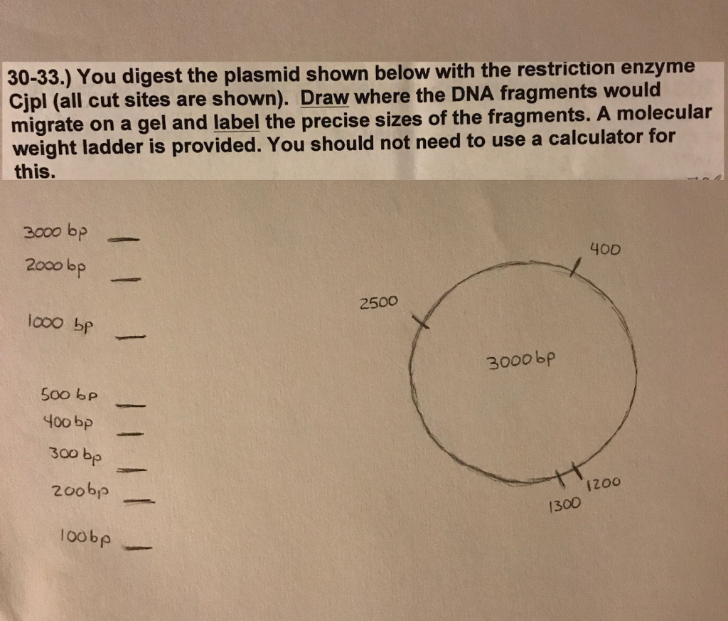 solved-you-digest-the-plasmid-shown-below-with-the-chegg