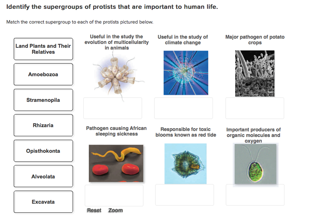Solved Identitfy The Supergroups Of Protists That Are