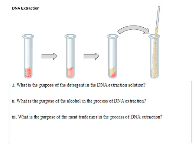 Solved Dna Extraction I What Is The Purpose Of The 8721