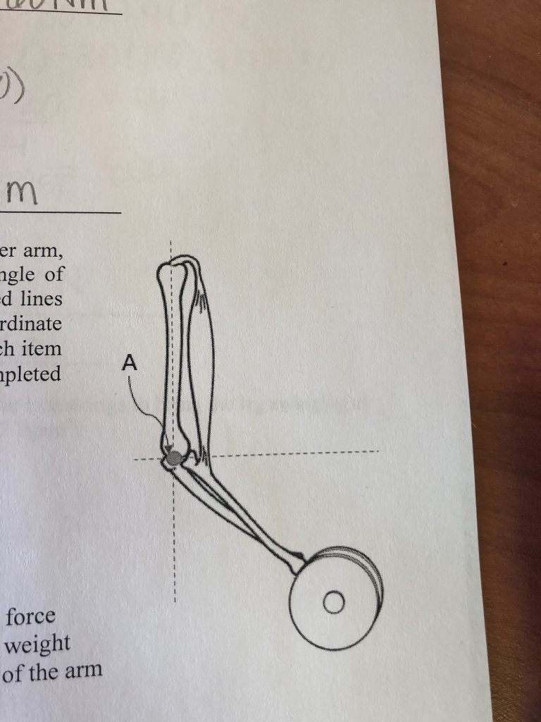 Solved The figure to the right shows the upper arm, lower