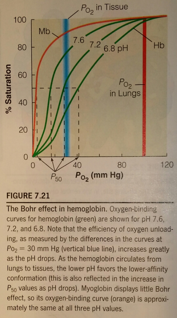 Measurements of oxygen binding by whole human blood, | Chegg.com